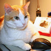 myron the cat